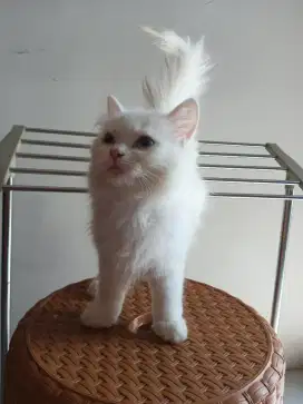 Kucing persia medium