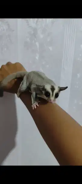 Sugar glider platinum