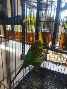 Parkit Jantan Rajin