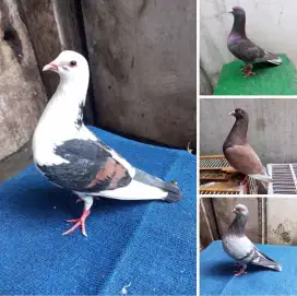 Merpati tinggian
