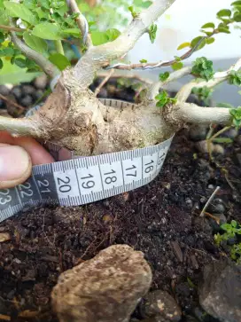 Bahan bonsai sancang dan anput