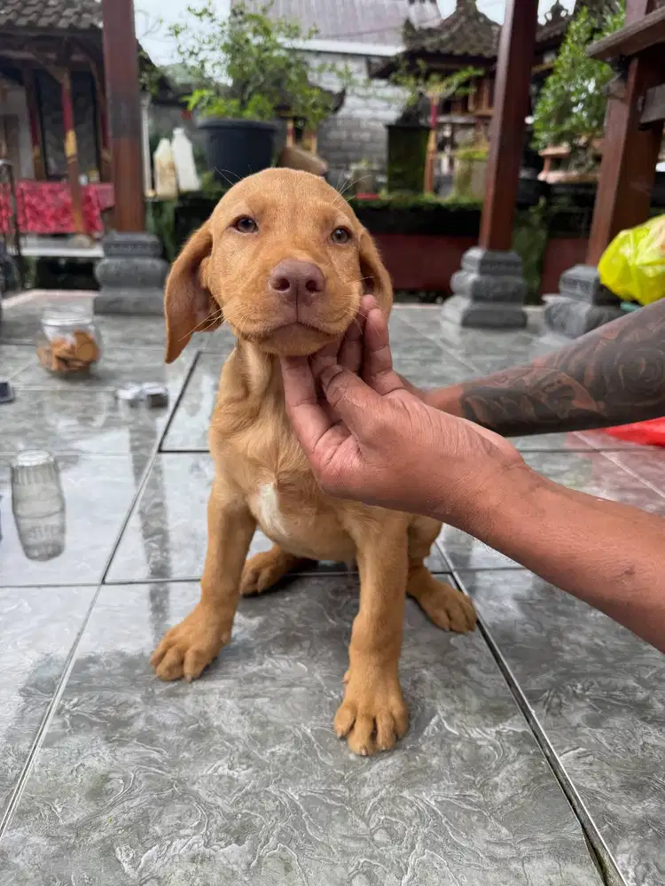 Labrador Stabum/ Pure Breed Labrador