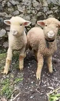 sepasang anakan cempe domba merino super unggul 4 bln exotik unik puas