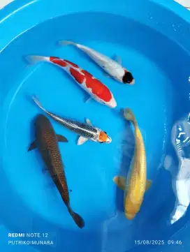 Ikan koi blitar