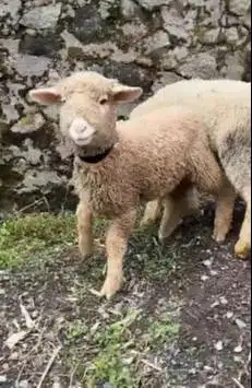 sepasang anakan cempe domba merino hias superan 4 bln exotik jinak top