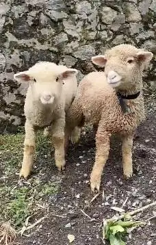 sepasang anakan cempe domba merino hias superan 4 bln exotik jinak top