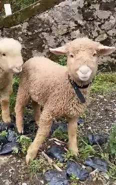 sepasang anakan cempe domba hias merino 4 bln shaun the sheep rawatan