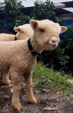 sepasang anakan cempe domba hias merino 4 bln shaun the sheep rawatan