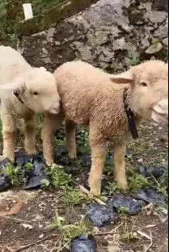 sepasang anakan bibit domba merino super 4 bln exotik lucu rawatan top