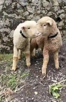sepasang anakan bibit domba merino super 4 bln exotik lucu rawatan top