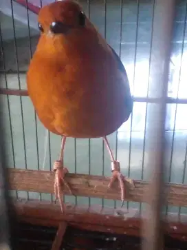 Burung Anis Merah teler