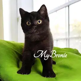 Kucing british shorthair jantan