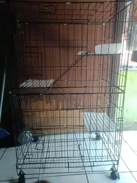 jual kadang kucing