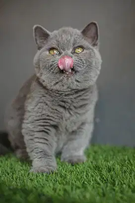 Lepas adopsi kitten bsh blue
