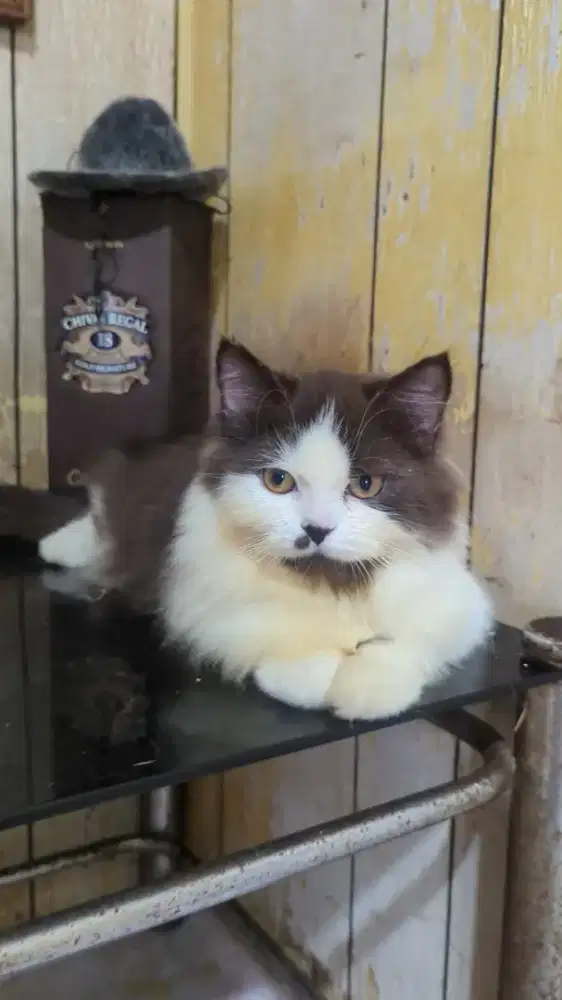 Kitten Pesia Bulu Kapas (Long Hair) Usia 5 Bulan