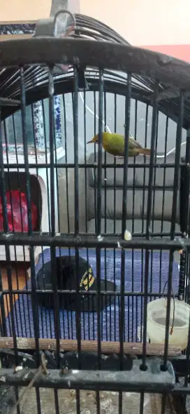 jual burung pleci
