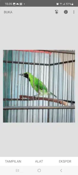 Burung besar panjang nyodok sayap plus ekor