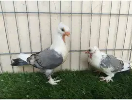 Merpati Hias Cof Bluenet Sepasang Remajaan.