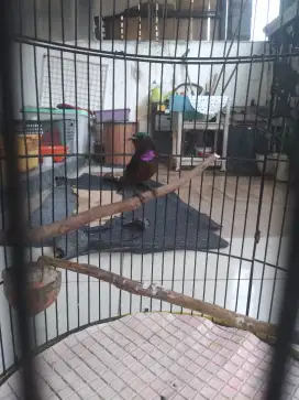 Konin dacok gacor
