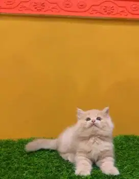 Open adopsi kucing persia