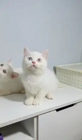 BSH/BRITISH SHORTHAIR BETINA