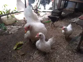 7 Anak Ayam Kate (BONUS 1 anak ayam kampung)