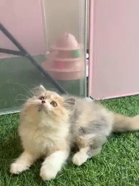 Open adopsi kucing persia