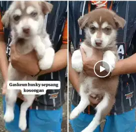 Pupies husky sepasang ( jogja)