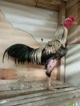 Ayam bangkok jalak pacekan