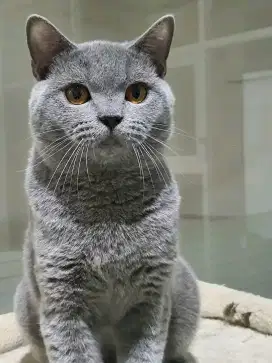 BSH jantan blue solid