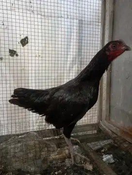 Ayam kampung Biang udh nelor