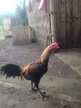 Bangkok mamgon.