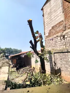 Jasa tebang pohon dan potong rumput