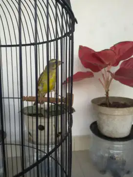 Burung Mozambik