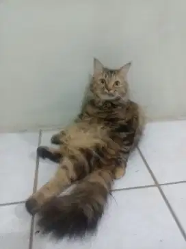 Open adopsi kucing Persia betina