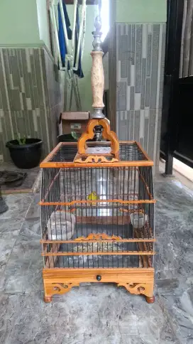 Pleci  dakun lokal