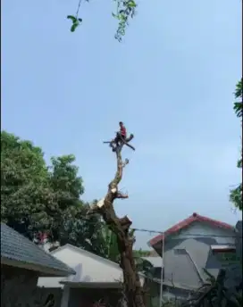 Jasa tebang pohon dan potong rumput