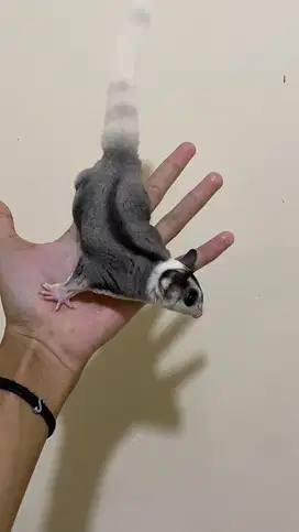 sugar glider mozaik