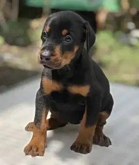 Anakan Doberman Jantan 3 bulan Imp & Champion