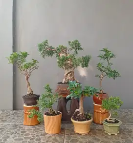 Mini bonsai cantik ada 6 pot