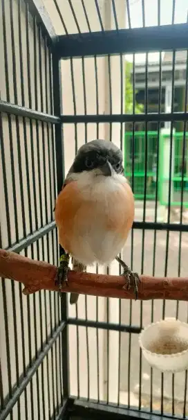 Burung pentet ring peternak jinak