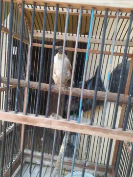 Burung pentet/toed muda hutan