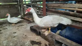Entok Sepasang Jumbo