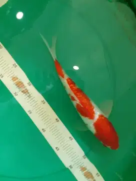 Ikan koi jenis Kohaku Ginrin 30cm HQ