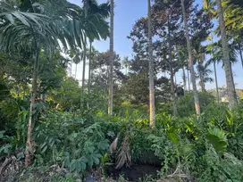 Jual Tanah Murah Strategis Talang Bakung Jambi