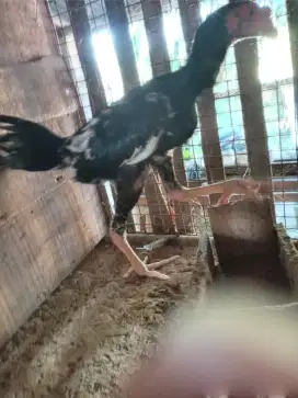 Di jual anak ayam kampung jantan muda