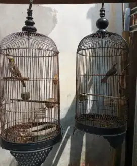 Di jual murah 2 burung trotoan sm wilis nuktok