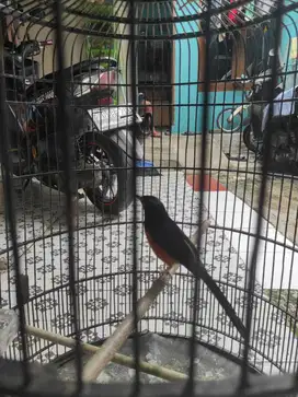 Burung Murai Batu buat temen ngopi