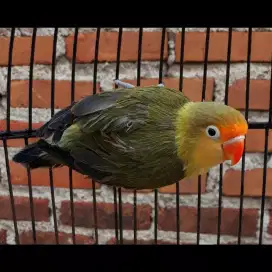 Lovebird pb ewing muve dewasa