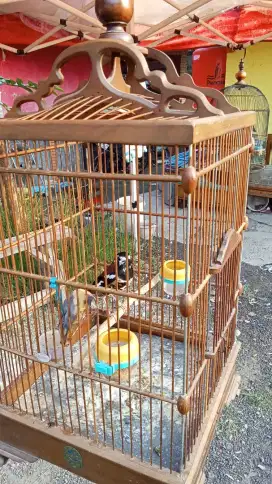 Dijual Anis macan